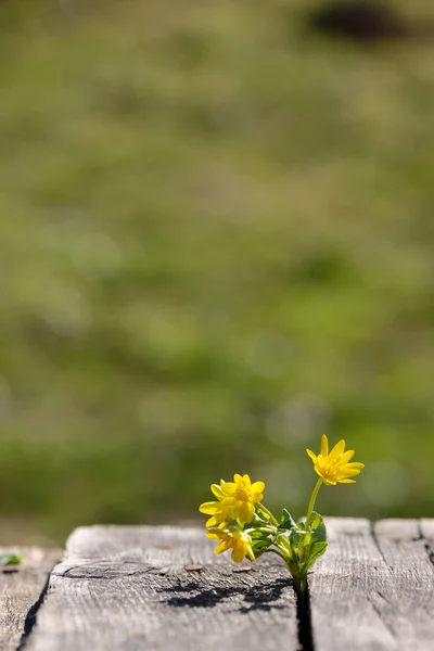 Spring Yellow flowers on wooden — Stock Photo, Image