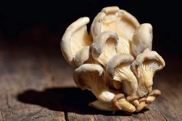 Bunch of shimeji mushrooms — Stock Photo, Image