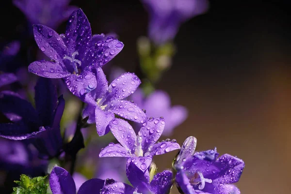 Květina a kapky z Campanula — Stock fotografie