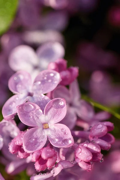 Förgrenade lila blommor — Stockfoto