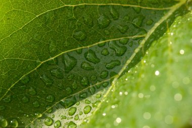 Close View Su Damlaları Yaprağı