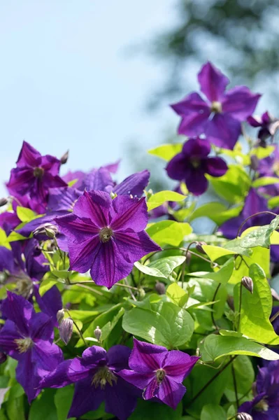 Violeta clematis flores — Foto de Stock