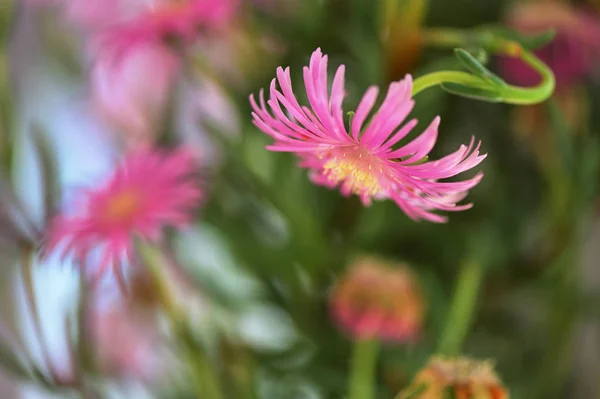 Lampranthus Zeyheri Iceplant — стоковое фото