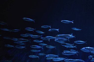 Derin denizlerde balık sürüsü