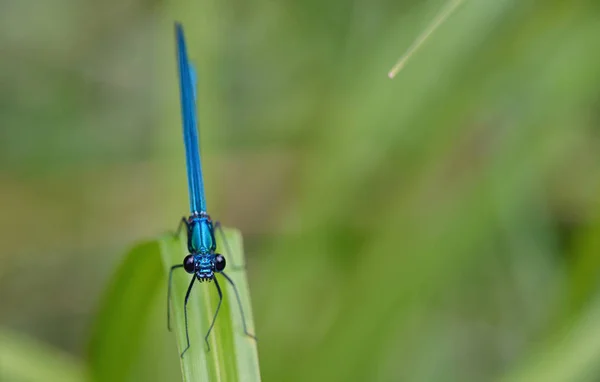 Der gebänderte Demiselle calopteryx splendens — Stockfoto