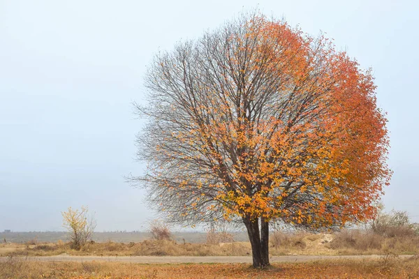 Solitary Single Tree in the autumn — Stock Photo, Image