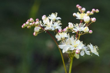 Dropwort Yaz Çiçeği Yakın çekim Filipendula vulgaris