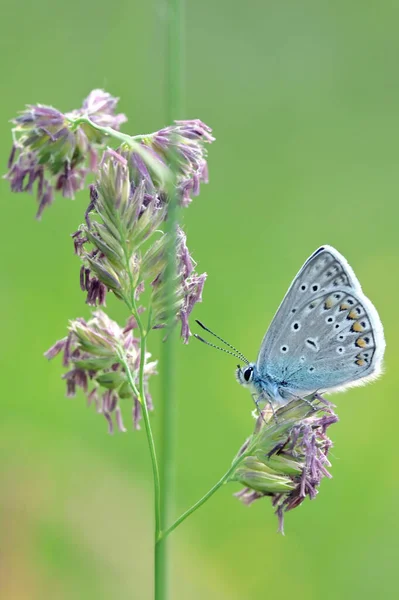 Glaucopsyche Alexis Verde Mariposa Azul Bajo Lado Inferior Lycaenidae —  Fotos de Stock