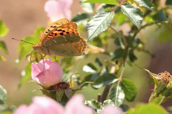 Gros Plans Papillons Monarques Sur Fleurs Roses — Photo