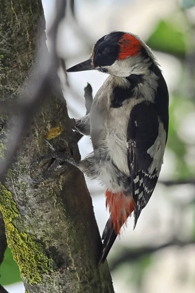 Dzięcioł Plamisty Dendrocopos Major Tree Brunch — Zdjęcie stockowe