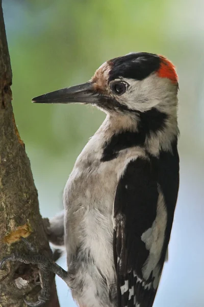 Dzięcioł Plamisty Dendrocopos Major Tree Brunch — Zdjęcie stockowe