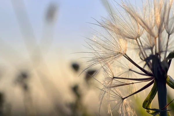 Κοντινό Πλάνο Πικραλίδα Στο Πεδίο Στο Sunset Nature — Φωτογραφία Αρχείου