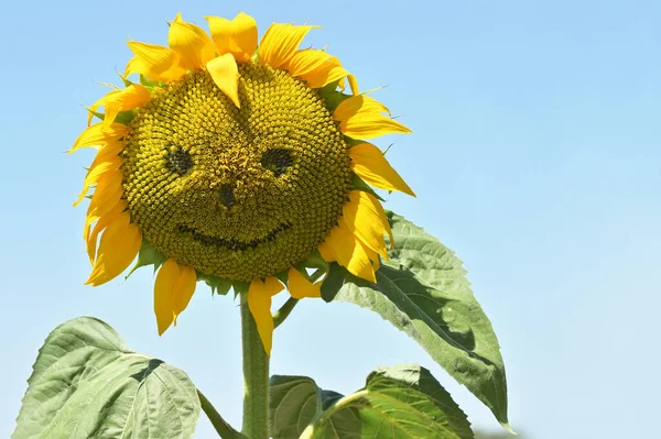 Streszczenie Uśmiechnięty Słonecznik Polu Letnim — Zdjęcie stockowe