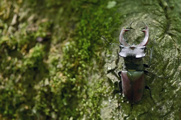 Stag Beetle Lucanus Cervus Male Macin Mountains Romania — Stock Photo, Image