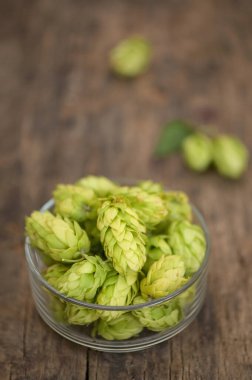 Taze Yeşil Hops 'un yakın plan kasesi.