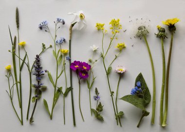 Yaşa bitkiler, çiçekler, bahar