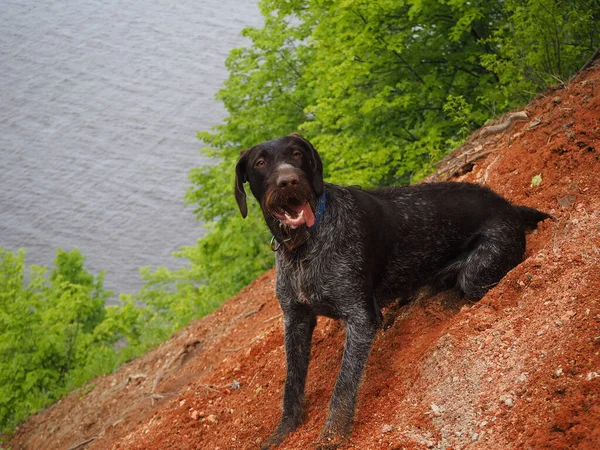 Jagdhund der deutschen Rasse mit Bart. Farbe braun glatthaarig, steif. — Stockfoto