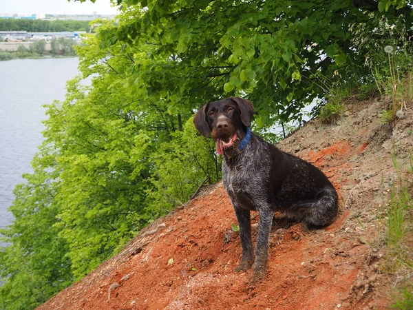 Jakt hund av den tyska rasen med skägg. Färg brun släthårig, styvhårig. — Stockfoto