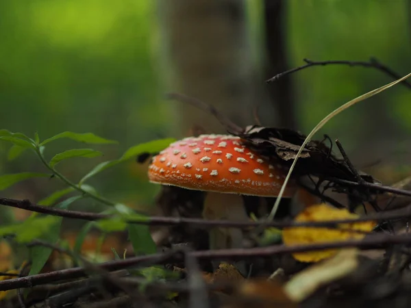 Съедобные грибы в лесу. — стоковое фото
