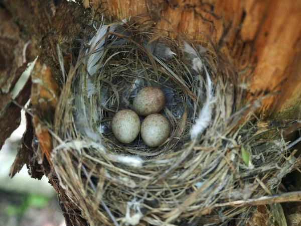 Nest in het bos met vogeleieren — Stockfoto