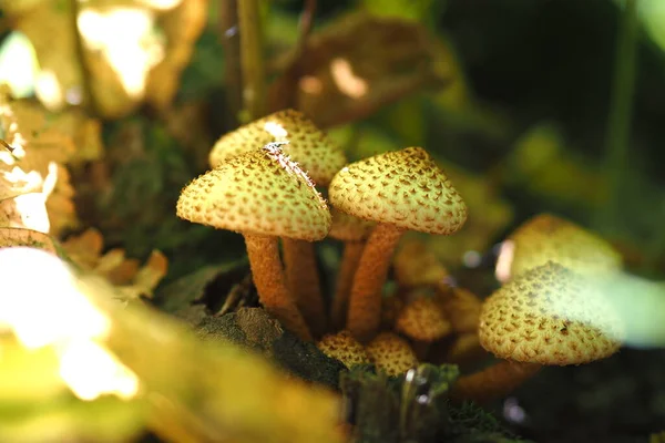 Лесные грибы на поляне. — стоковое фото