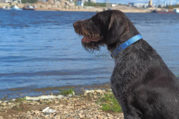 Мисливський собака в природі біля річки . — стокове фото