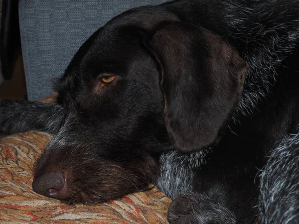 Animais de estimação. Um cão de caça de uma raça alemã jaz em um sofá. — Fotografia de Stock