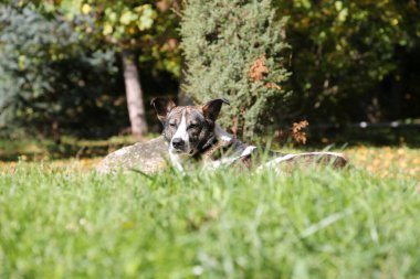 Büyük bir köpek yeşil çimlerin üzerinde bir açıklıkta uzanıyor..