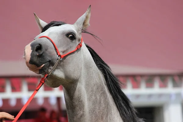 Il muso di un cavallo grigio con una criniera e una briglia. — Foto Stock