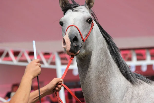 El hocico de un caballo gris con melena y brida. —  Fotos de Stock