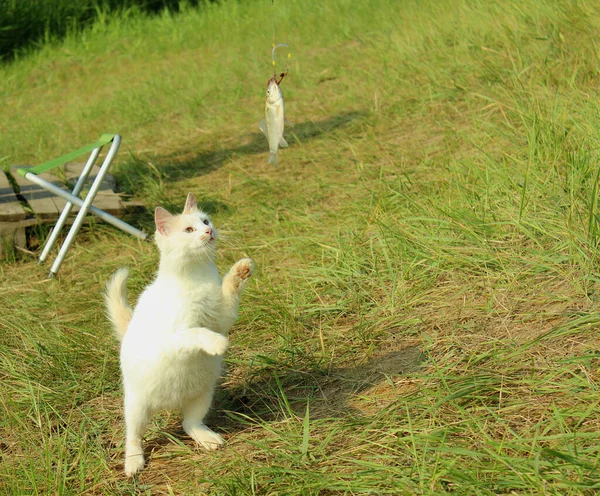 Blanco esponjoso gato capturas pescado. — Foto de Stock