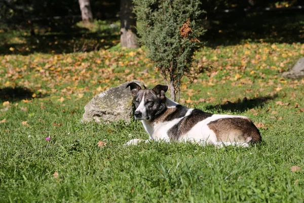 Duży pies leży na polance na zielonej trawie.. — Zdjęcie stockowe