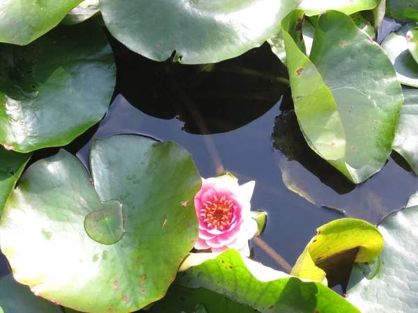Pink waterlily bloom and lily pads in a pond