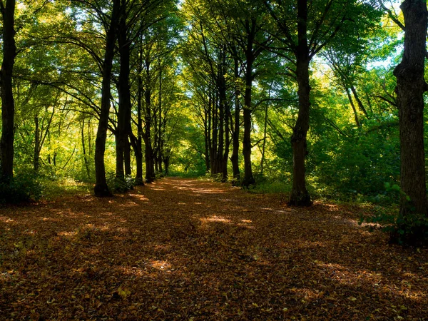 Steeg Van Bladeren Het Bos — Stockfoto