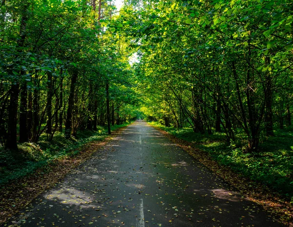 Weg Het Bos Dit Een Moment Van Rust Stilte — Stockfoto