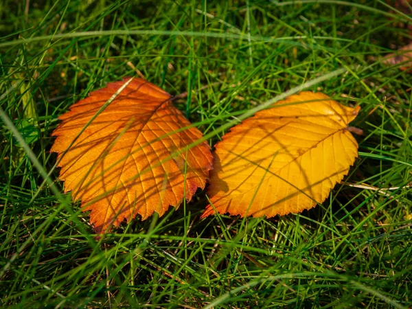 Gula Blad Ligger Gräset — Stockfoto