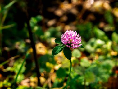 Bahçede yalnız bir çiçek
