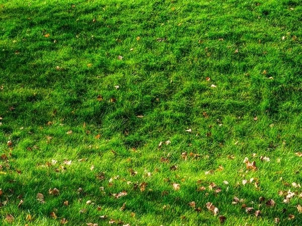 树叶躺在草地上 — 图库照片