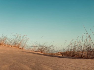 Çimenli çöl manzarası