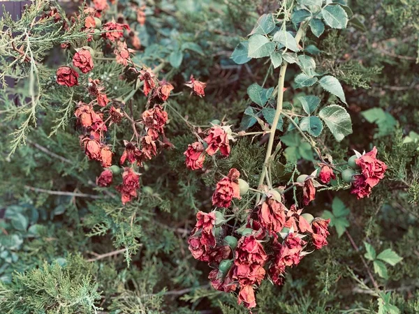 Withered roses at summer noon - Stock Image - Everypixel