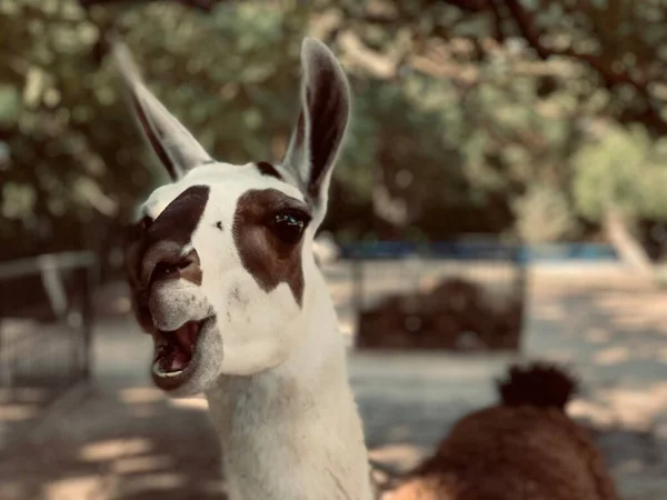 Retrato Llama Sonriente Manchado — Foto de Stock