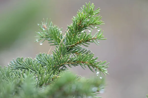 Branche Épinette Dans Brouillard — Photo