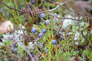 Tundrada yabanmersini