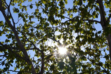 Güneş dalların arasından parlıyor.