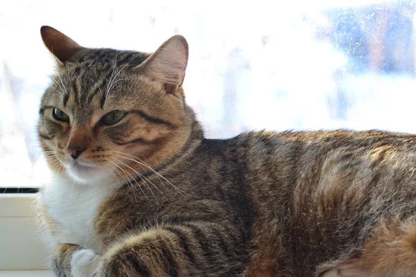 The cat lies on the windowsill — Stock Image Cat Lies Windowsill Royalty Free Stock Images