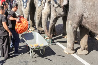 St. Petersburg, Rusya - 26 Mayıs, 2018. Geçit töreni filler şehir günü St Petersburg merkezi içinde.