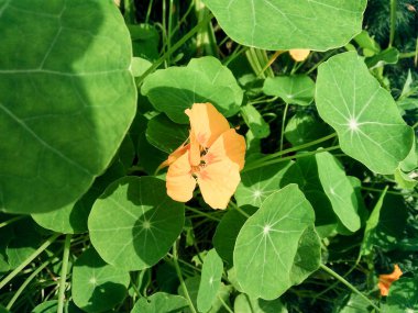 Çiçekler ve ağaçlar sonbahar doğada.
