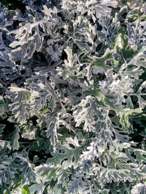 Çiçekler ve ağaçlar sonbahar doğada.