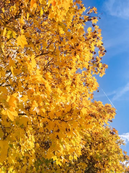 Blumen Und Bäume Herbstlicher Natur — Stockfoto