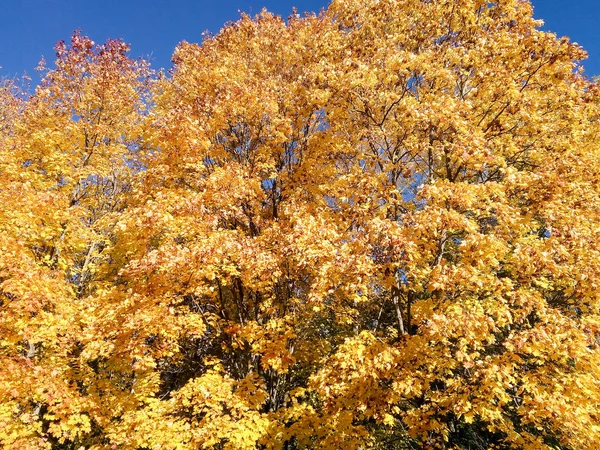 Blumen Und Bäume Herbstlicher Natur — Stockfoto